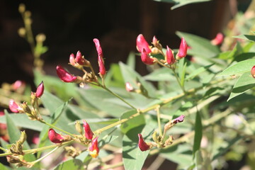 red and yellow flowers