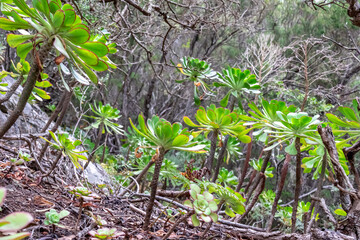 Close up view of a bunch of Aeonium Urbicum Saucer plants; an evergreen perennial succulent in the Crassulaceae family. Fauna of Anaga tropical forest in Afur, Tenerife, Canary Islands, Spain, Europe