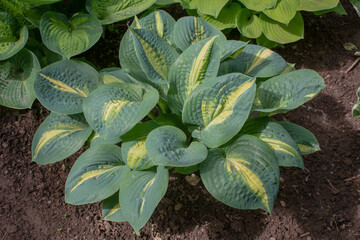 Ornamental plant for shade in landscape design: hosta varieties "dream queen" or "Thunderbolt" herbaceous plant for decoration of ponds, flower beds
