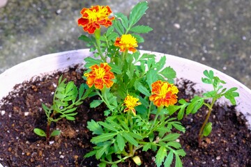 マリーゴールド