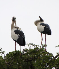 white and black heron sitting on a tree branch and looking
