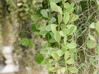 Spanish moss plant in the garden.