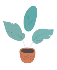 Home plant in a ceramic pot isolated on white background. Home garden. Minimalistic decoration in pastel colors.