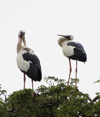 white and black heron sitting on a tree branch and looking