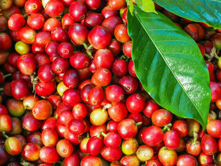 Coffee tree with coffee beans on coffee plantation