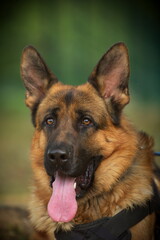 German Shepherd, in the forest