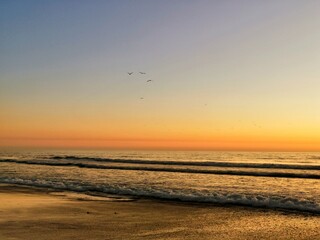 Fototapeta na wymiar birds at sunset over the sea