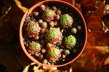 jovibarba sobolifera rojniczek pospolity