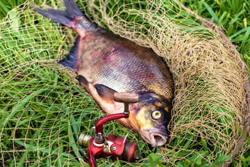 Big fresh bream. Freshly caught river fish. Large tasty fish close-up. Fishing for spinning and feeder. Sports fishing.