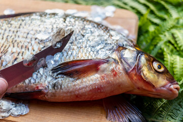 Big fresh bream. Freshly caught river fish. A man cleans the fish from scales. Fishing for spinning and feeder. Preparing fish for cooking.