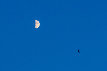 Small moon over blue glowing sky background.The Moon illuminated by the Sun.