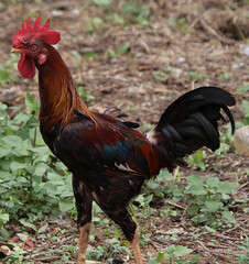 hen is walking and watching