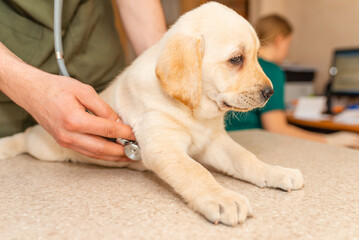 Vet listening to the heart with a stethoscope labrador puppy dog during medical examination at the veterinary clinic.
