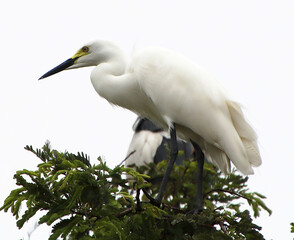 white heron sitting on a tree branch and looking