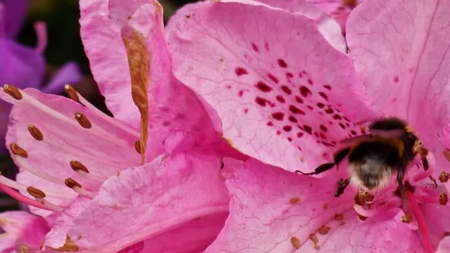 Flying bumble-bee gathering nectar and pollen from a pink flower in a park in England
