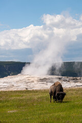 Bison Walking Past Old Faithful Geyser In Yellowstone National Park. 