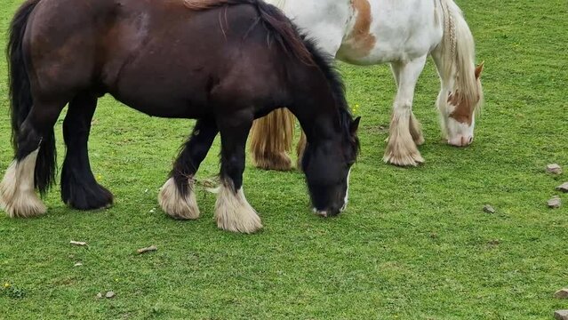 A brown and a white pony horse gazing in a field in the English countryside
