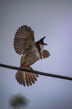 Red Whiskered Bulbul