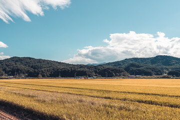 Korea rice field