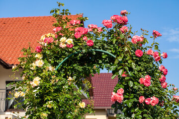 Red and yellow Roses on the Branch in the Garden