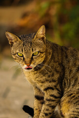 A wild cat portrait starring with folded tongue out