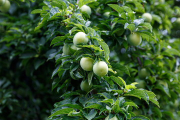 Fruits and green leaves on a branch