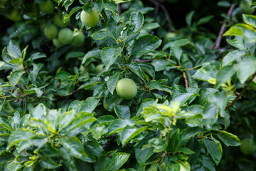 Fruits and green leaves on a branch
