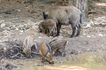 Wildschweinfamilie