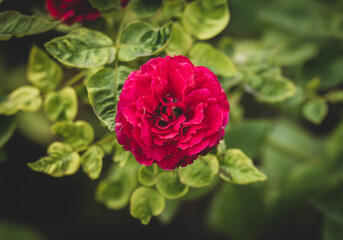 Beautiful red rose in garden. summertime floral for background. roses for valentine day.