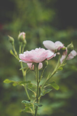 Beautiful pink rose in garden with bokeh blured background. summertime floral for background. roses for valentine day.