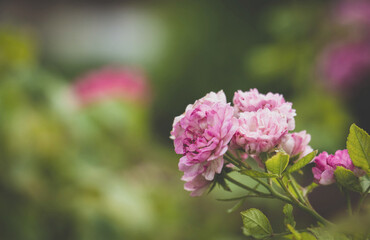 Beautiful pink rose in garden with nature blured background. summertime floral for background. roses for valentine day.