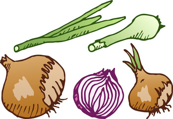 A set of illustrations of a bow with a stroke. Green and onion, in the husk and without, eps ready for use. For your design