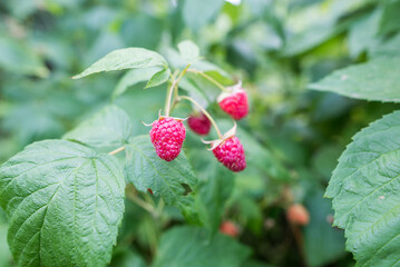  raspberries on bushes