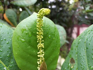 Almond Tree With Lots Of  Green almonds , Almond almond is on the tree . Very beautiful almond flower. Almond badam leaves with few drops of water.
 
