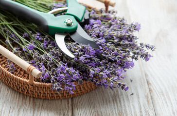 Seasonal pruning of lavender.