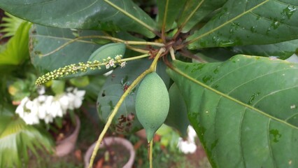 Almond Tree With Lots Of  Green almonds , Almond almond is on the tree . Very beautiful almond flower. Almond badam leaves with few drops of water.
 