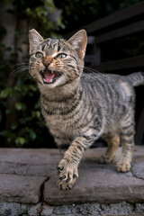 Vertical photo of single young gray cat meowing, mouth open and taking a step forward on the field.