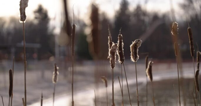 Cinematic wide shot of a cattail bunching on a frozen lake with a beach. Golden Hour. Scranton, Pennsylvania. Slow Motion.
