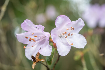Rhododendron zaleucum
