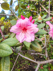 Rhododendron simsii