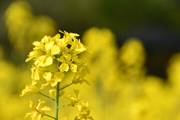 菜の花