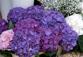 Beautiful blooming purple hydrangea. Close-up of violet flowers, abstract soft floral background for a greeting card.