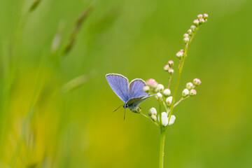 Silver-streaked blue (Plebejus argus) butterfly perched on a white blooming flower