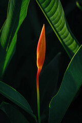 colorful exotic orange flower on dark green tropical foliage nature background.