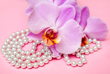 Fototapeta na wymiar Pearl necklace and Purple orchid on pink background 