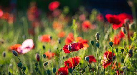 Floraler Hintergrund mit rot leuchtenden Mohnbl&uuml;ten und gr&uuml;nen Gr&auml;sern, viel Bokeh und Textfreiraum, Panoramaformat