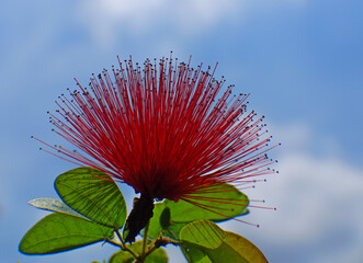 red flower against sky