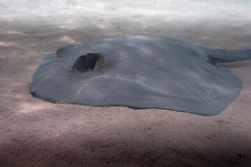 Grauer Stachelrochen