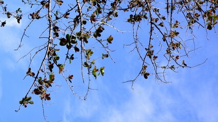 Nice colorful of leaves on a branches with blue sky in the background