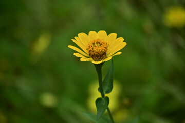 yellow flower that blooms and is naturally beautiful